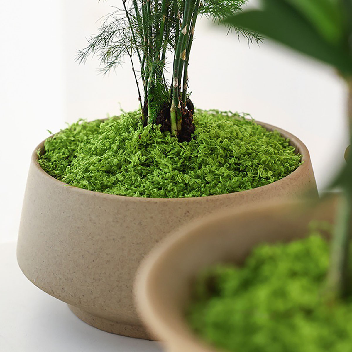 Piante Verdi Artificiali in Po - Bonsai Garden Decor recensione e prezzo
