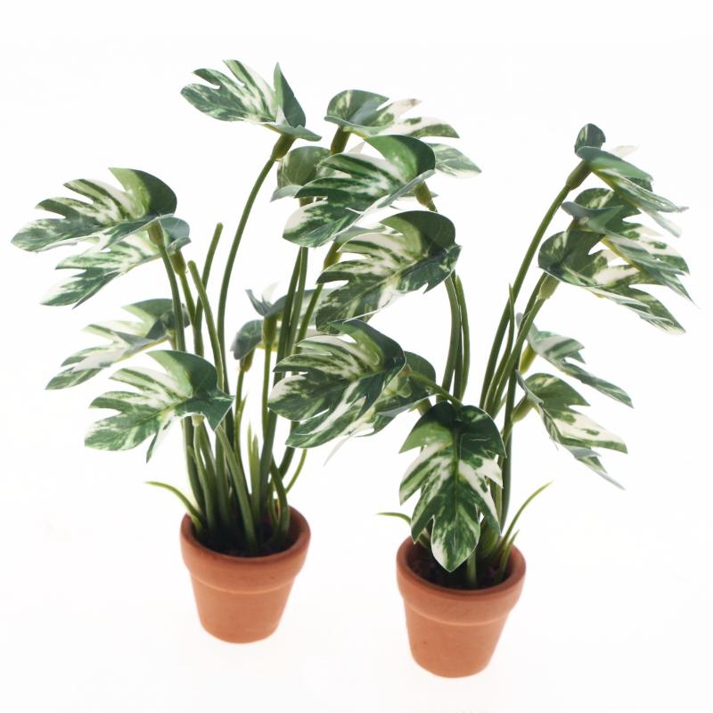 Nuovo. 1 Pezzo Pianta Verde Mo - Bonsai Garden Decor recensione e prezzo